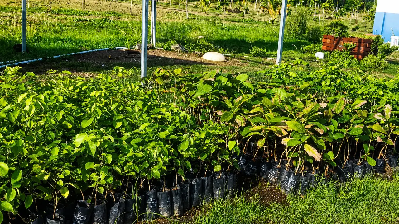 KALAI FARM LAND - 5