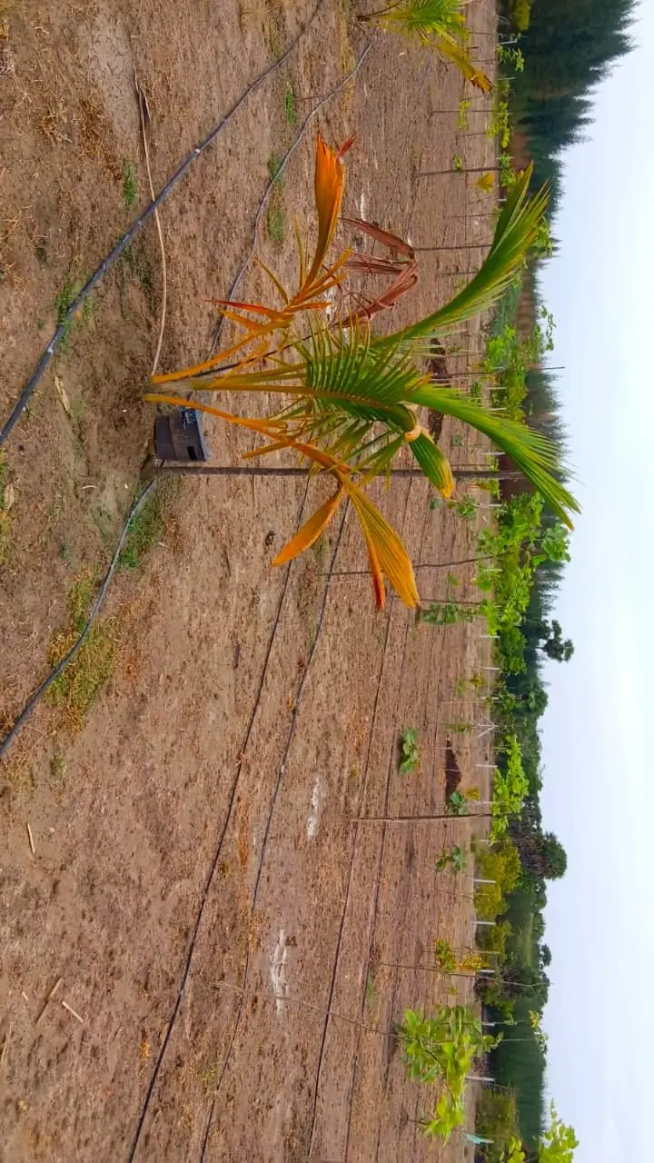 KALAI FARM LAND - 2